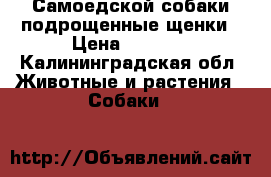 Самоедской собаки подрощенные щенки › Цена ­ 5 000 - Калининградская обл. Животные и растения » Собаки   